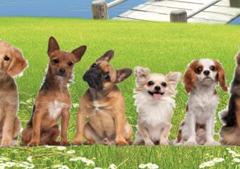 Software Veterinario
